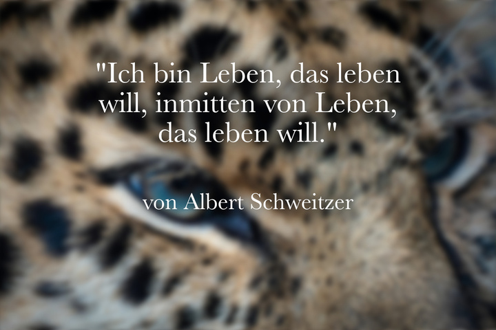 Albert Schweitzer Zitate Ich Bin Leben www.tag24.de