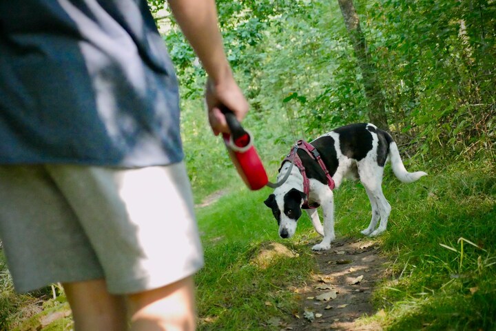 Hund Löst Sich Nicht Beim Gassi Gehen Hund will nicht Gassi gehen: Diese Lösung ist ganz einfach