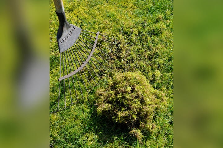 Kaffeesatz gegen Moos im Rasen - So hilft er effektiv