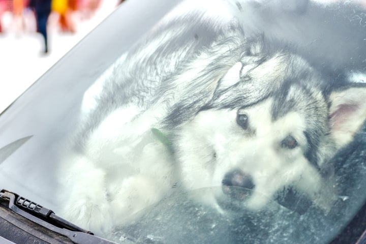 Husky in überhitztem Auto zurückgelassen Strafanzeige gegen