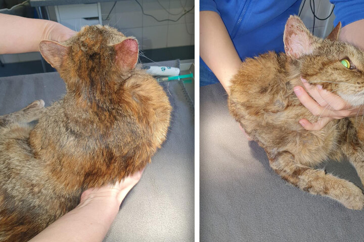 Schock-Entdeckung! Ausgesetzte Katze gefunden - doch was hat sie da am