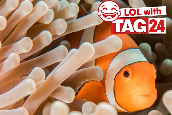 Page 2 Joke of the Day: Laugh with TAG24