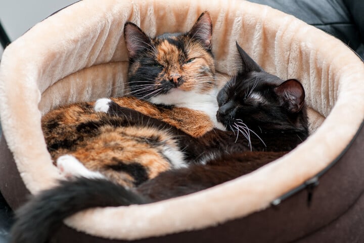 Wo schlafen Katzen am liebsten? Diese 10 Plätze lieben sie