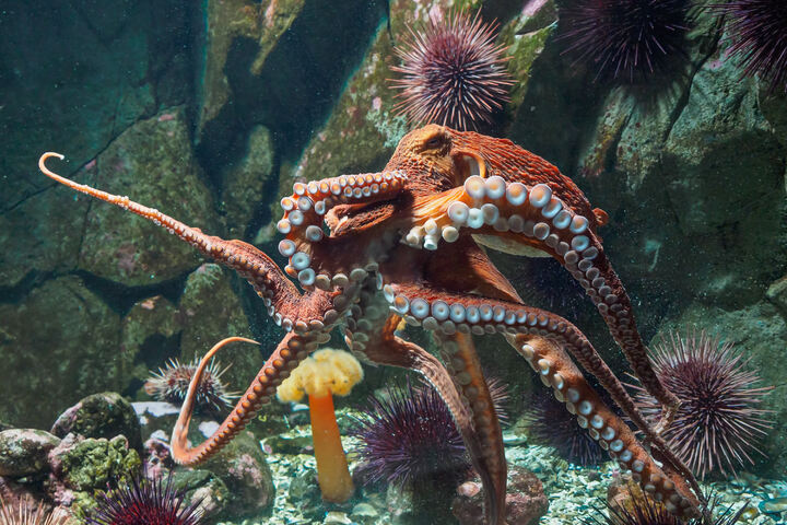 Das längste Tier der Welt: XXL-Wurm auch in Deutschland