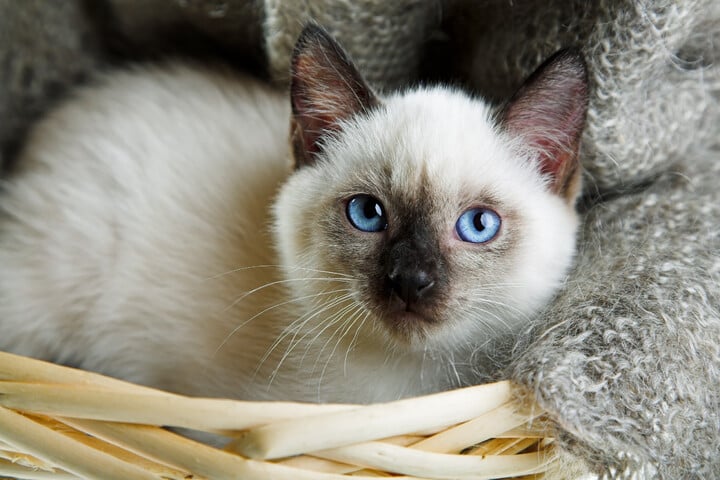 Katzen Mit Blauen Augen 10 Blauäugige Katzenrassen 