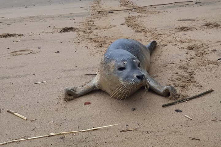 Spaziergängerin verwundert Wer hat sich denn hier an den Strand