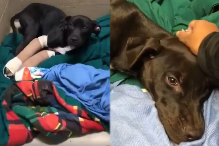 Seite 37 für Hunde News Nachrichten und Infos über Hunde TAG24