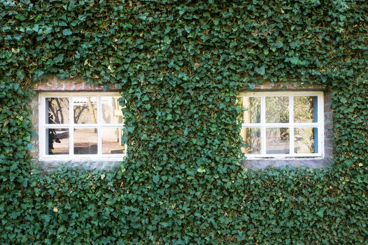 Efeu im Garten Gut oder schlecht für Flora und Fauna?