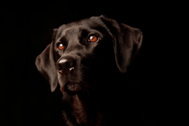 Spannende Knnen Hunde Im Dunkeln Sehen Fotosnull