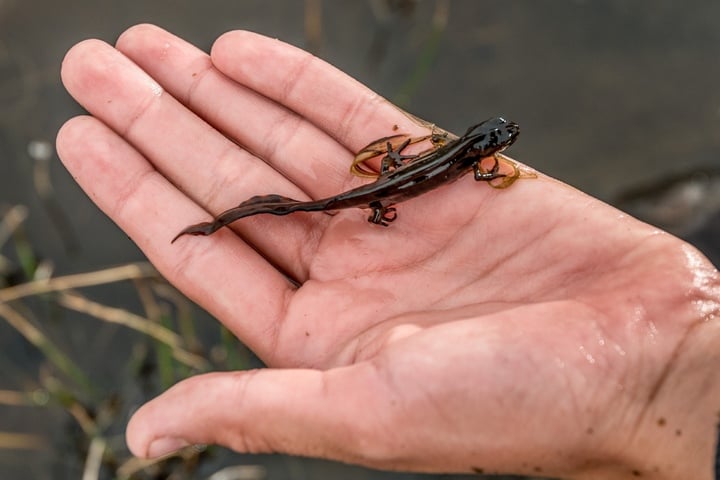 Molche im Teich Darum lohnt es sich, sie anzusiedeln