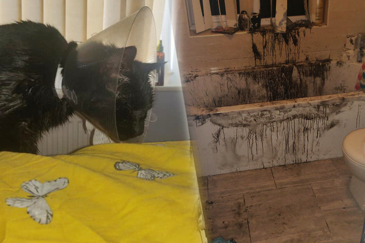 Katze kommt nachts heim: Besitzer schockiert, als er morgens die