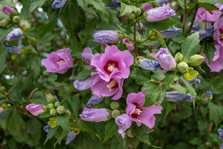 Riesenhibiskus Staudenhibiskus Hibiscus moscheutos - Staude - winterhart kaufen bei