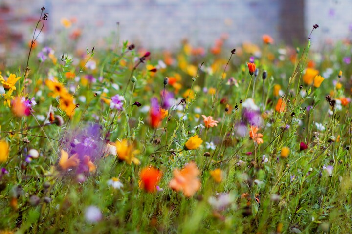 Blumenwiese ohne Umgraben anlegen Tipps & Infos