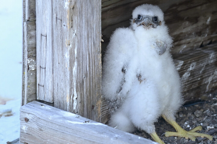 Three fluffy falcon chicks found atop New York bridge!