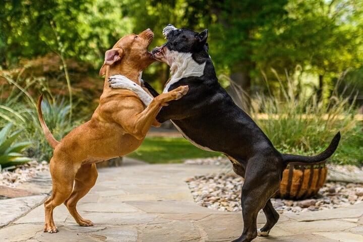 What are the strongest dog breeds in the world?