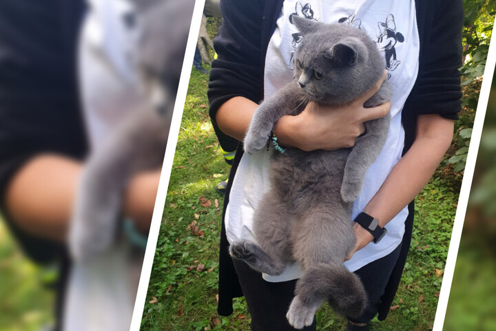 Katze Ruft Mit Ihrem Ersten Ausflug Ins Freie Die Feuerwehr Auf Den Plan
