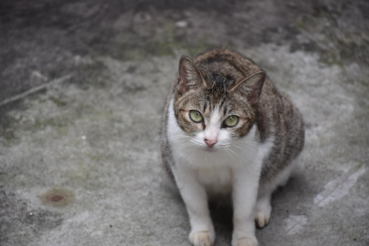 Wie Lange Humpelt Eine Katze Bei Verstauchung Katze humpelt: Das ist zu tun!