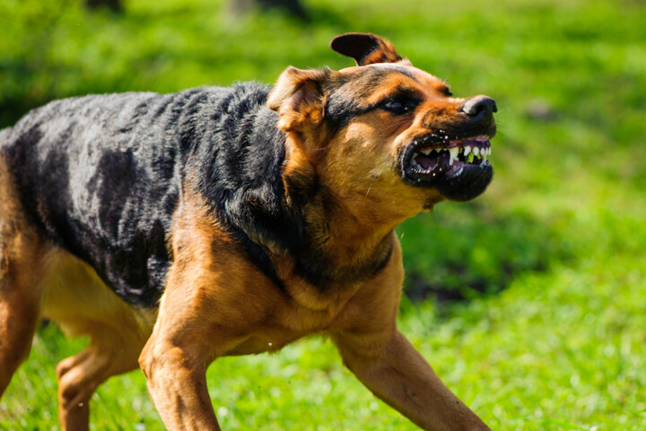 Beim Spielen Hund beißt Jungen (13) ins Gesicht! TAG24