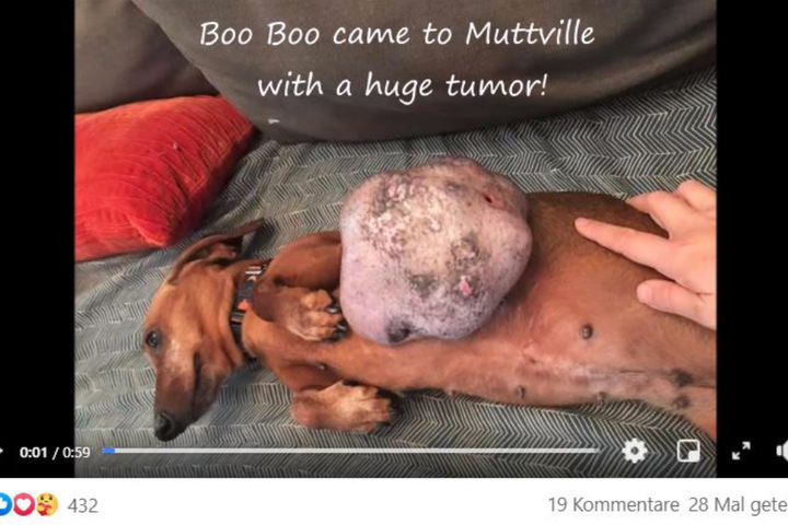 Hund mit riesigem Tumor soll eingeschläfert werden Dann zeigt eine