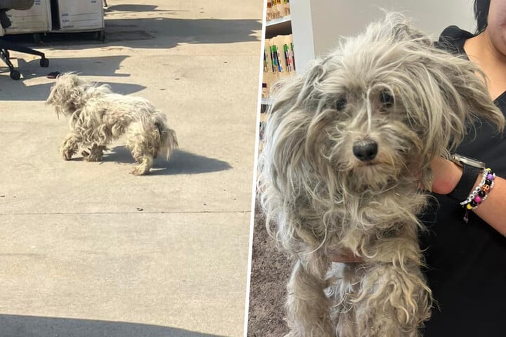 Stray dog completely transforms after some tender loving care