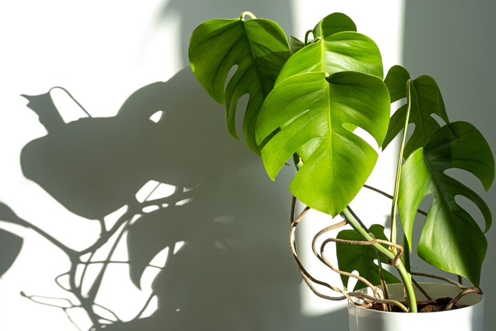 Die Monstera bildet bermig Luftwurzeln - Darf man sie abschneiden?