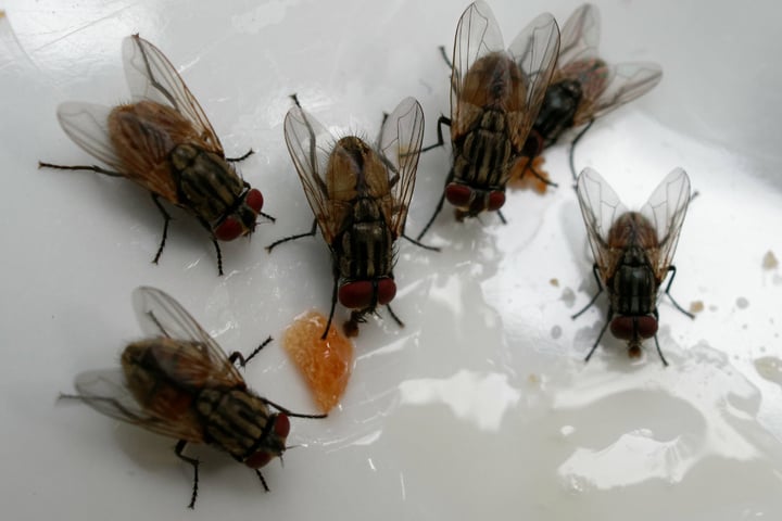 Kleine Fliegen in der Wohnung bekämpfen So klappt's
