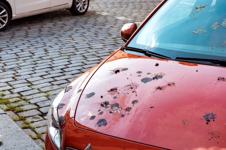 Spannende Vogelkot Entfernen Auto Bildernull