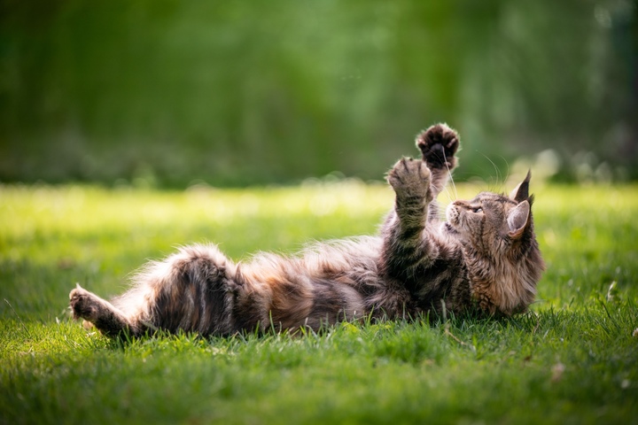 Katze rollt sich auf dem Boden: 6 mögliche Gründe