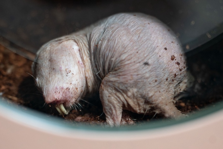 Die 10 H sslichsten Tiere Der Welt Wer Ist Der Sieger die-10-h-sslichsten-tiere-der-welt-wer-ist-der-sieger