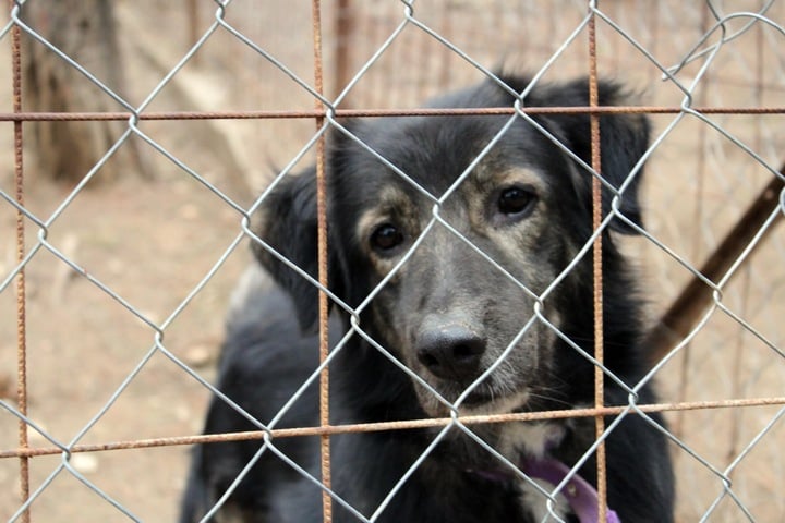 Wie viel kostet ein Hund aus dem Tierheim?