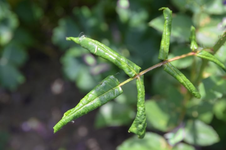 Sindoor - Boîte à tikka en bois n°10