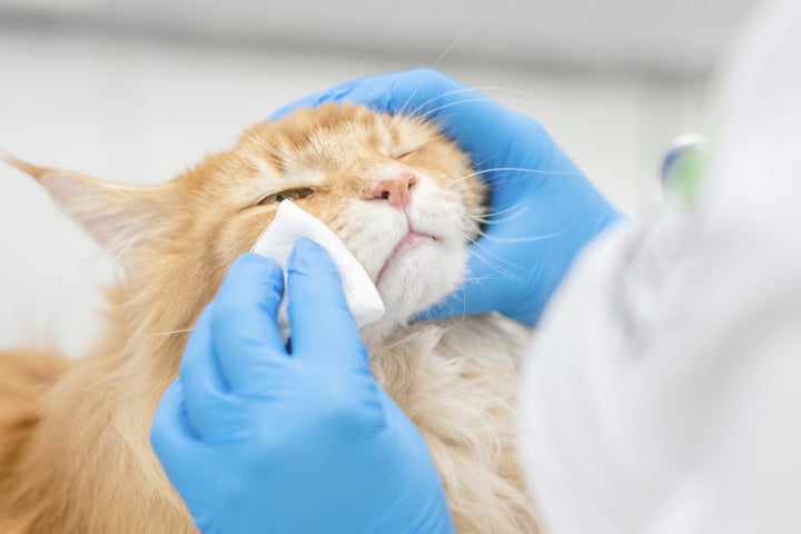 katze-auge-tr-nt-das-ist-jetzt-wichtig
