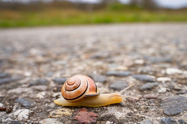 Wetter bringt elenden Tod Deshalb gibt es gerade keine Schnecken mehr