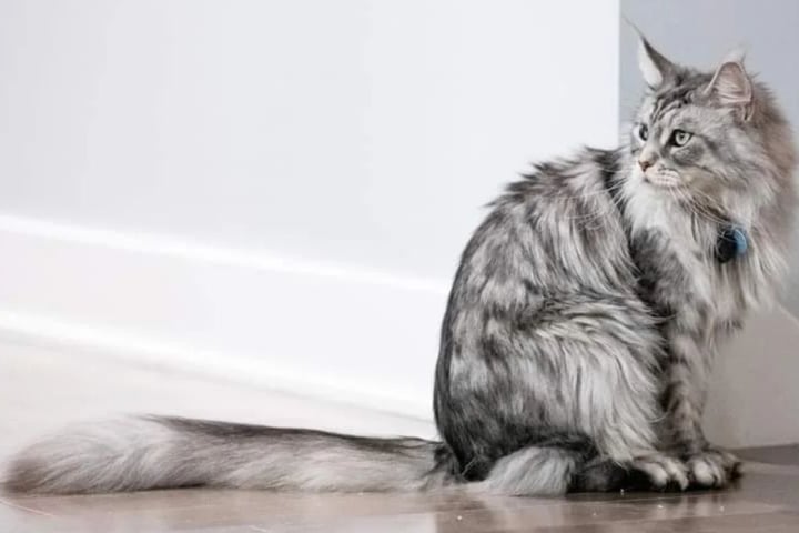 Katze mit dem längsten Schwanz und trauriger Geschichte