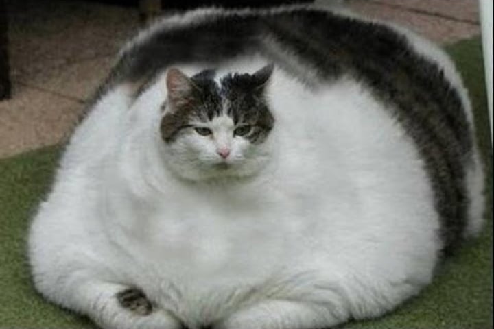 What is the fattest cat in the world?