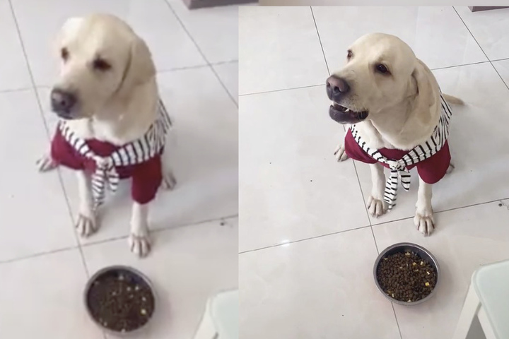 Hund sieht, wie Besitzerin Essen zubereitet Dann kommt ihm eine Idee