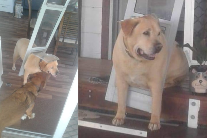Chubby dog gets stuck in door and rips it out