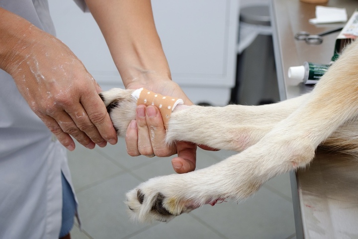 Wolfskralle beim Hund: Das solltest Du wissen