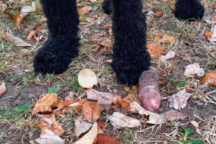 Mann stockt der Atem, als er sieht, was sein Hund gefunden hat
