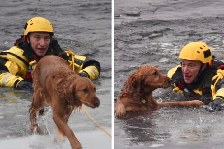 Dog falls through a sheet of ice into the freezing water – did rescuers ...