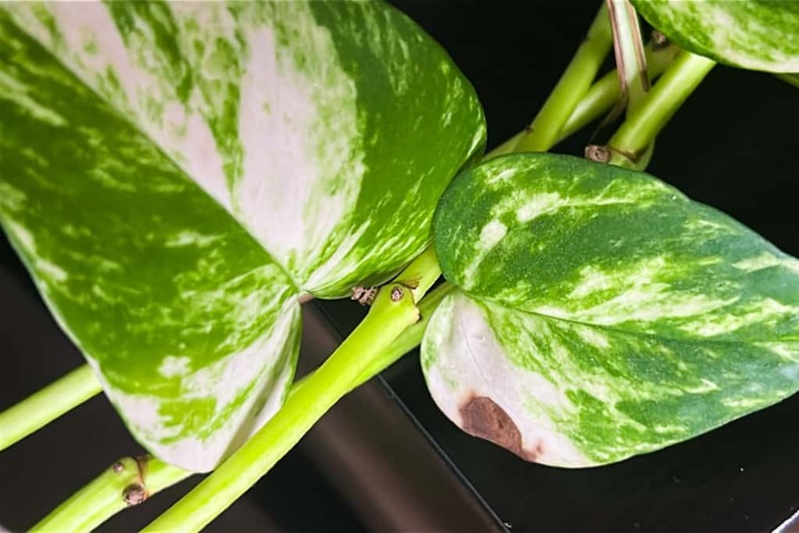 dracaena marginata weie punkte Tipps zur Pflege deiner Pflanze : Dracaena Marginata  PflanzenFuerAlle