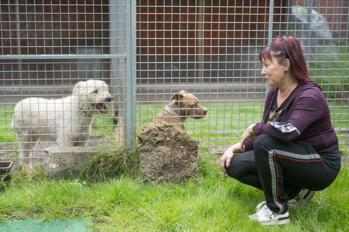 Anstieg um Hunderte Tiere Im Lockdown ist Dresden auf den Hund