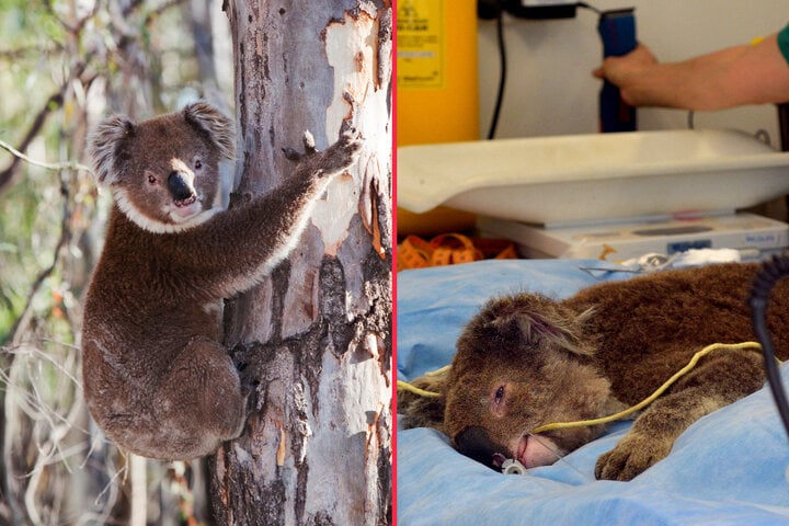 Are koalas going extinct?