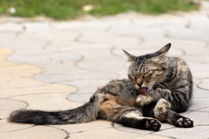 Katze Putzt Sich Ständig Und Ist Unruhig Warum putzen sich Katzen? Nicht nur Fellpflege