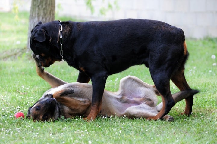 Hund Rammelt Mich Wenn Ich Meine Tage Habe www.tag24.de