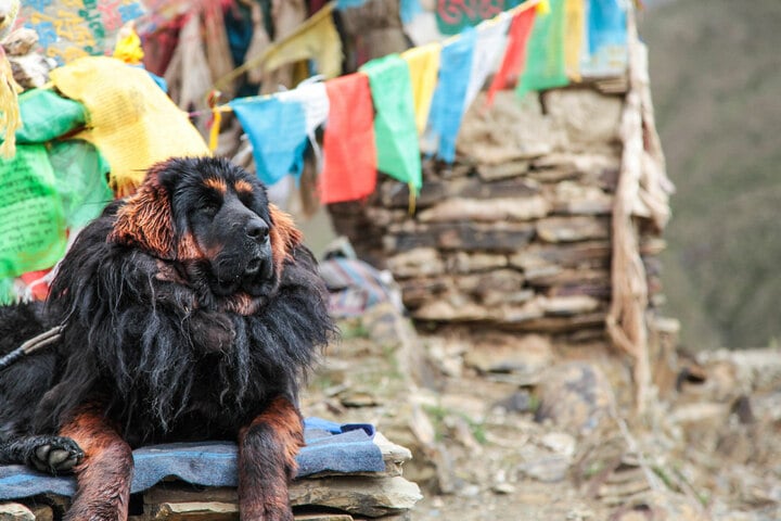 Million dollar dog: Is the Tibetan mastiff the most expensive dog?