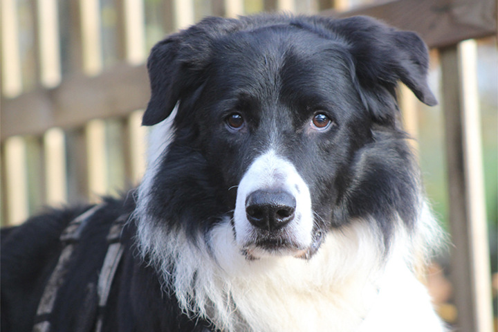 Border Collie Sucht Dringend Neues Zuhause Hübscher Border Collie sucht neues Zuhause, aber Lennox ist kein Hund