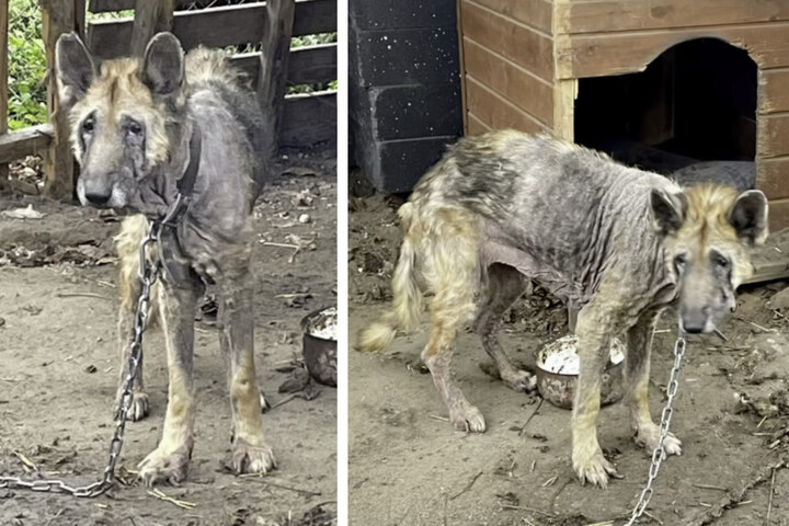 Neglected dog gets a second chance at life after stunning ...