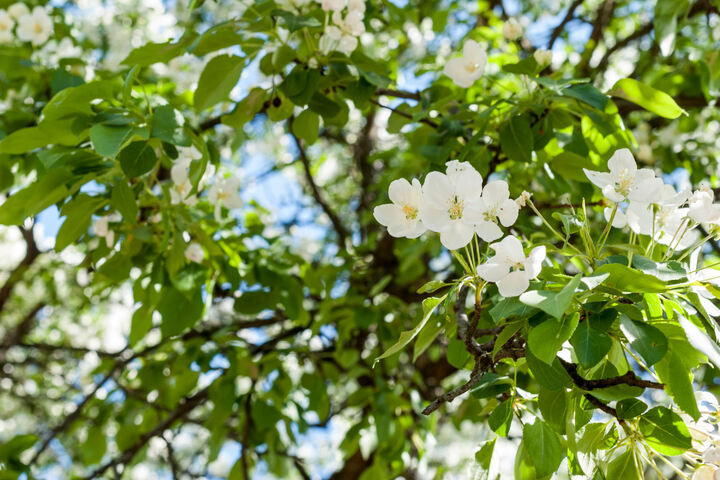 Im Frühjahr oder im Herbst? Wann sollte man Obstbäume schneiden?