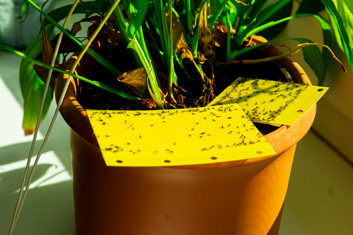 Trauermücken bekämpfen Was hilft wirklich gegen Fliegen in der Blumenerde?